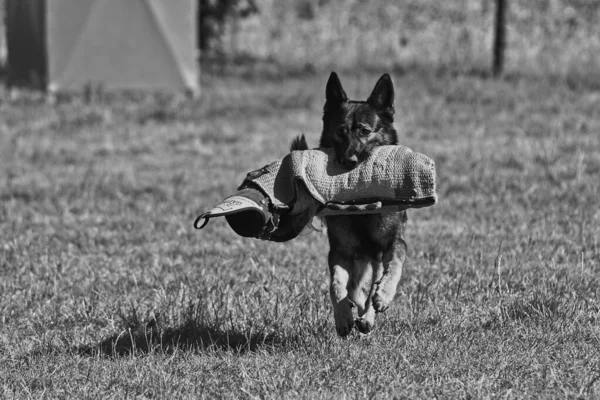 德国牧羊犬在田野里奔跑的灰白色鳞片 嘴里衔着袋子 — 图库照片