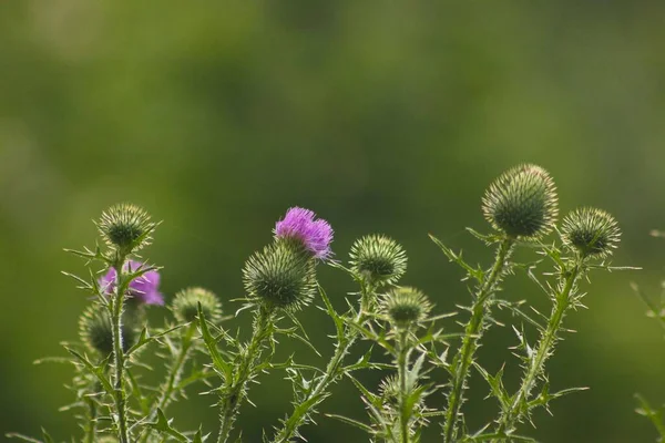 Spiky Bush Flowering Blurred Background — Stock Photo, Image