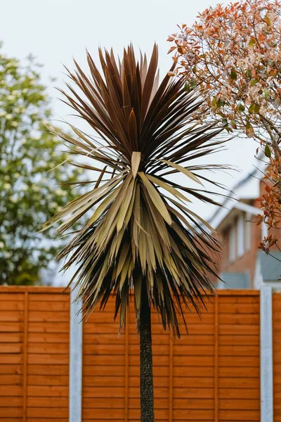 Vertikal Bild Ett Palmträd Som Växer Mot Ett Trästaket — Stockfoto