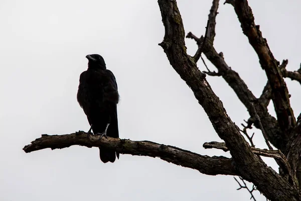 Seekor Burung Gagak Bertengger Dahan Dengan Latar Belakang Putih — Stok Foto