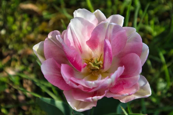 Close Rosa Double Early Tulip Crescendo Grama Verde — Fotografia de Stock