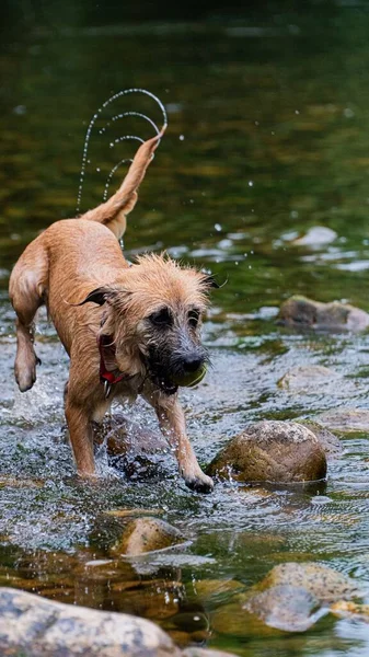 川の水で楽しい茶色の犬の垂直ショット — ストック写真