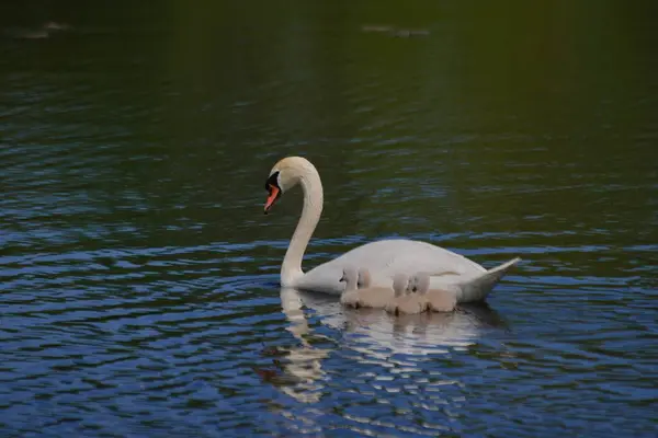 Прекрасный Снимок Матери Лебедя Младенцами Воде — стоковое фото