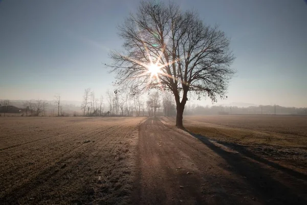 Силуэт Дерева Сельскохозяйственном Поле Лучами Солнца — стоковое фото