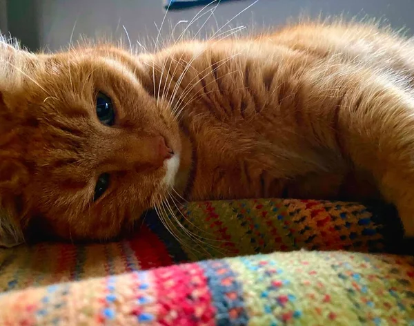 Cat Lies Side Sunbathes — Stock Photo, Image