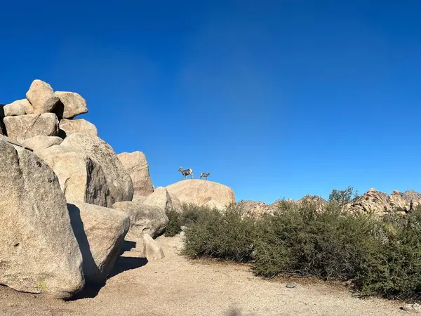 Två Ibex Stående Stor Sten Med Blå Himmel Vid Horisonten — Stockfoto