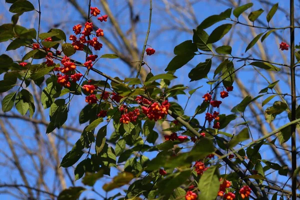 Closeup Branch Euonymus Europaeus European Spindle — Stock Photo, Image