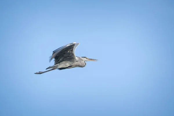 Närbild Blue Heron Fågel Fångas Midflight Mot Klarblå Himmel — Stockfoto