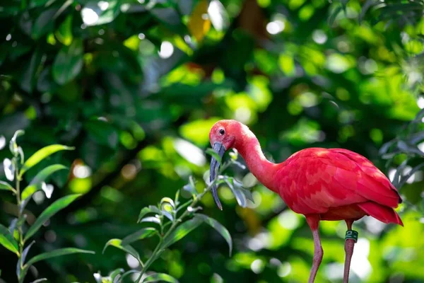 Ένα Κόκκινο Ibis Σκαρφαλωμένο Ένα Κλαδί — Φωτογραφία Αρχείου