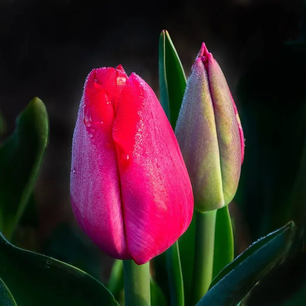 Egy Közeli Felvétel Két Rózsaszín Tulipánról Fekete Alapon Elszigetelve — Stock Fotó