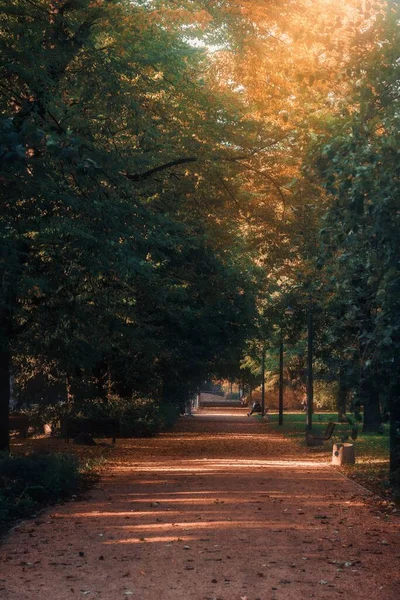 Vertical Shot Autumn Scenery Park Green Trees Yellow Leaves Far — Stock Photo, Image