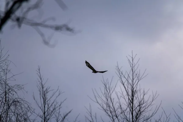 Beautiful Shot Bird Flight Surrounded Leafless Trees — Stock Photo, Image