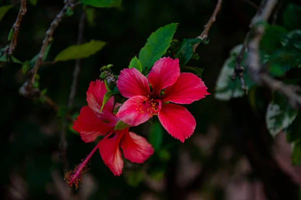 ハイビスカスの花の選択的な焦点ショット — ストック写真