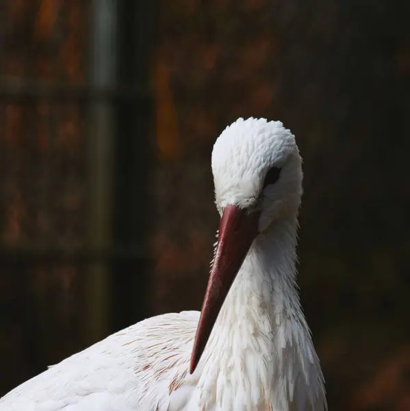 Closeup Shot Cute White Stork Captivity — Stock Photo, Image