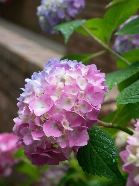 Blume Aus Rosa Und Lila Hortensien Aus Nächster Nähe — Stockfoto