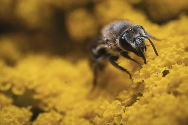 Closeup Shot Bee Coronation Gold Yarrow — Stock Photo, Image