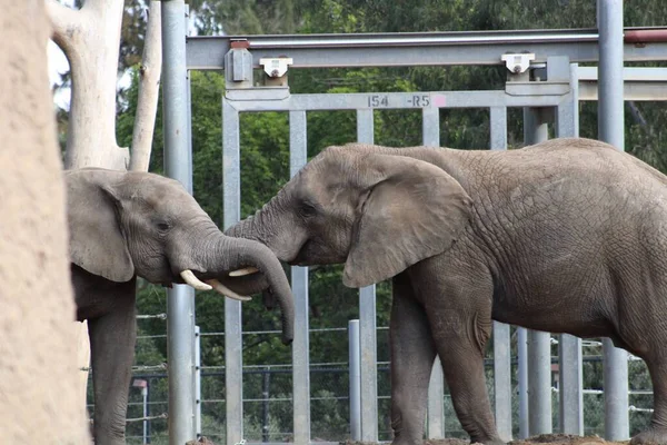 Вид Двух Слонов Зоопарке — стоковое фото