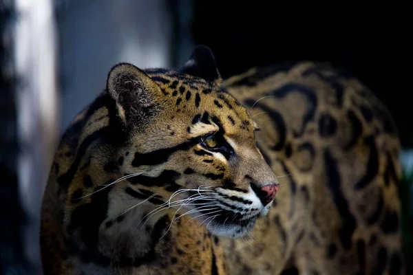 Pohled Zblízka Krásného Formosanského Leoparda Oblacích — Stock fotografie