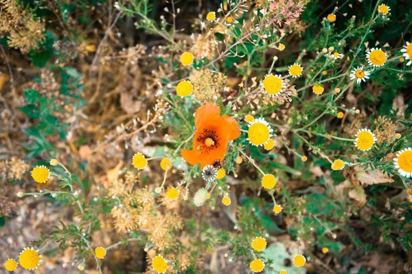 Μια Κορυφαία Άποψη Της Ανθοφορίας Παπαρούνας Πολύχρωμα Λουλούδια Εξωτερικούς Χώρους — Φωτογραφία Αρχείου