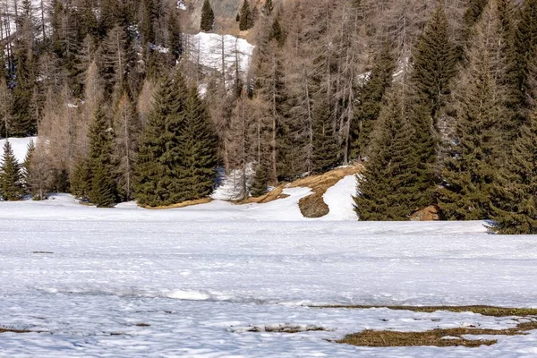 Δέντρα Στις Χιονισμένες Ελβετικές Άλπεις — Φωτογραφία Αρχείου