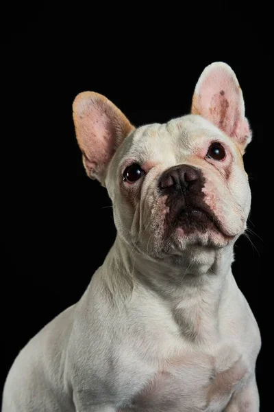 Disparo Vertical Lindo Bulldog Francés Aislado Sobre Fondo Oscuro —  Fotos de Stock