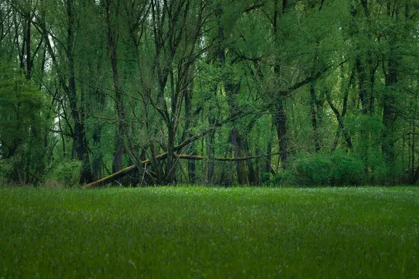 Een Prachtig Panoramisch Uitzicht Een Stemmig Groen Bos Met Dicht — Stockfoto