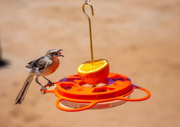 Mandaryński Karmnik Ptak Jedzący Pomarańczę Parku — Zdjęcie stockowe