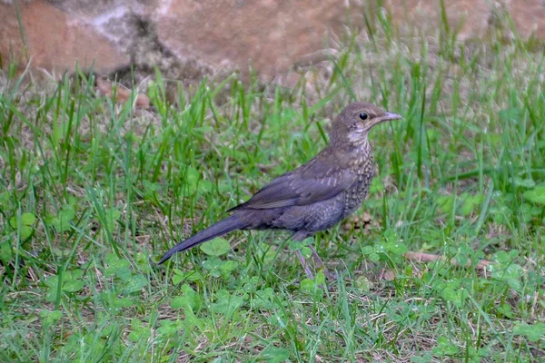 Närbild Europeisk Koltrast Som Går Gräset — Stockfoto