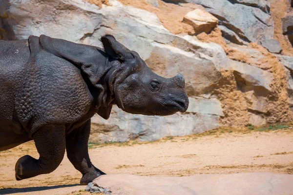 Vue Rapprochée Rhinocéros Indien Marchant Sur Les Rochers Par Une — Photo