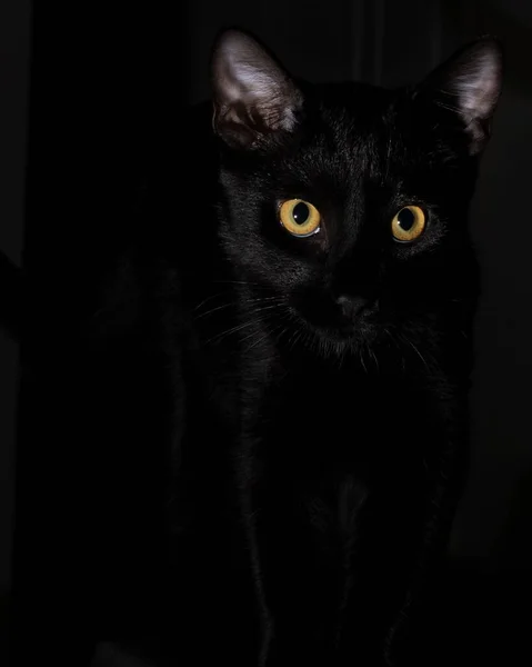 Primer Plano Vertical Ojos Amarillos Gato Negro Sobre Fondo Oscuro — Foto de Stock