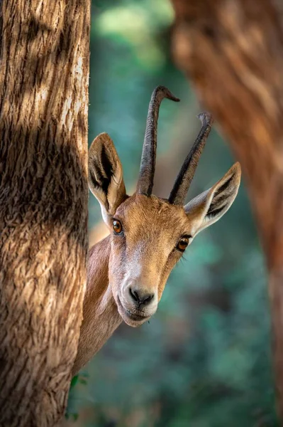 Vertical Shot Young Deer Horns Forest Looking Camera Daylight — Stock Photo, Image