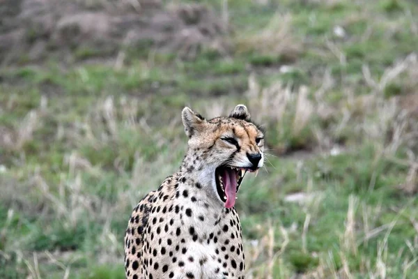 A closeup view of a cheetah yawning with its mouth wide open on a sunny day