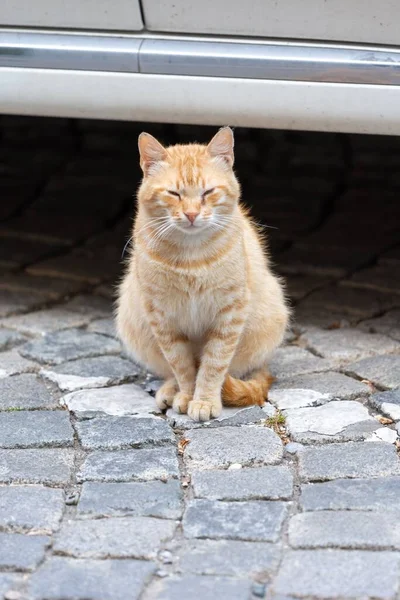 Utcai Macskák Városi Környezetben — Stock Fotó