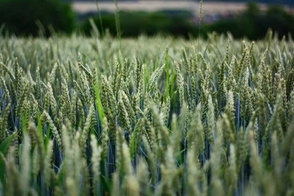 Ein Schöner Blick Auf Den Weizenanbau Auf Dem Feld — Stockfoto