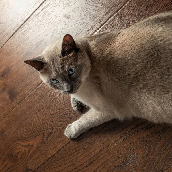 Adorable Gato Siamés Mirando Cámara Mientras Descansa Suelo —  Fotos de Stock