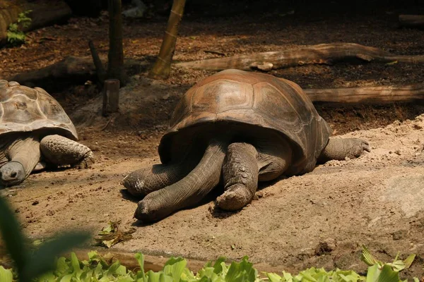 一只海龟躺在动物园阳光下的特写镜头 — 图库照片