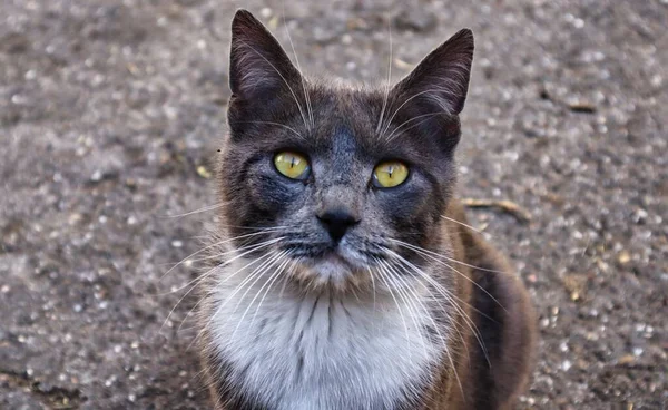 Ein Nahaufnahme Porträt Einer Braunen Katze Die Freien Die Kamera — Stockfoto