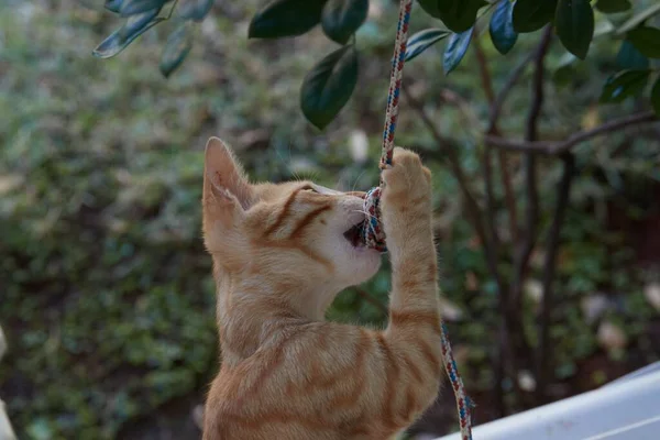 Kleine Baby Tiger Caty Katze Spielt Mit Brüdern Und Mama — Stockfoto