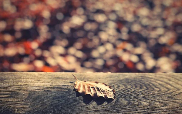 Een Herfst Vel Een Woud — Stockfoto