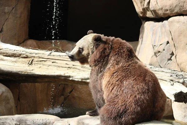 动物园里的棕熊 Ursus Arctos — 图库照片