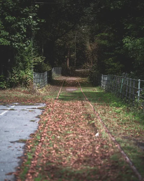 Plan Vertical Beau Sentier Naturel Dans Une Forêt Verdoyante — Photo