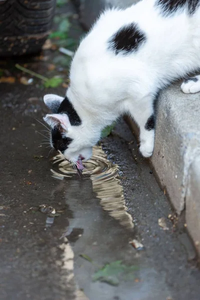 Straßenkatzen Einer Städtischen Umgebung — Stockfoto