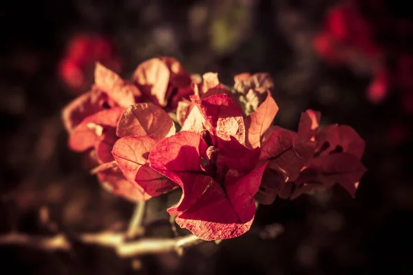 Photography Red Autumn Flowers Natural Light — Stock Photo, Image