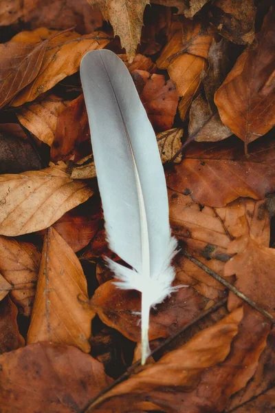Eine Vertikale Nahaufnahme Einer Feder Auf Herbstblättern — Stockfoto