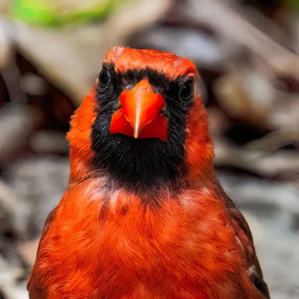 Erkek Bir Kardinale Yaklaş — Stok fotoğraf
