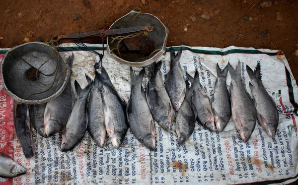 Primer Plano Las Variedades Pescado Recién Cosechado Que Venden Mercado —  Fotos de Stock