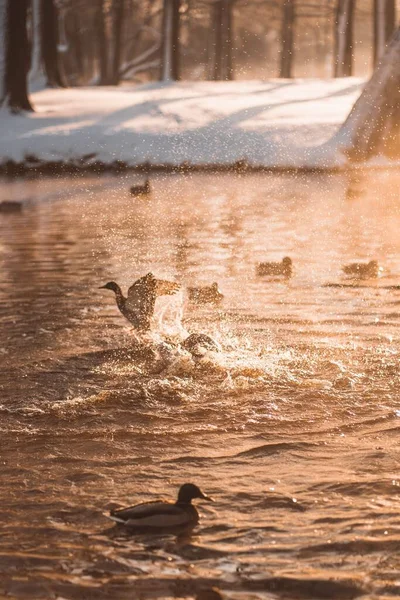 Silhouette Ducks Wading Splashing Water Wings Sunset — Stock Photo, Image
