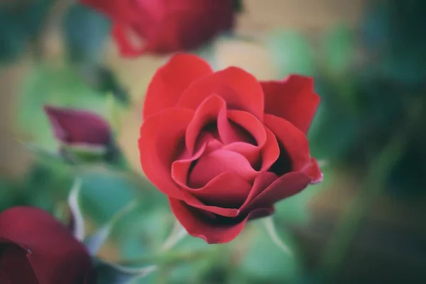 Uma Rosa Vermelha Jardim — Fotografia de Stock