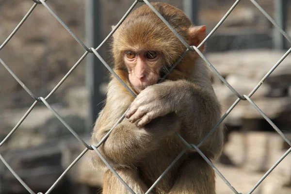 Fotograferen Van Schattige Apen Beijing Dierentuin — Stockfoto