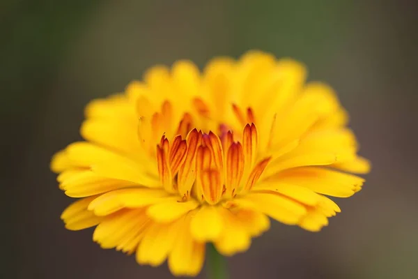 Selektywny Ogniskowanie Żółty Calendula Kwiat — Zdjęcie stockowe